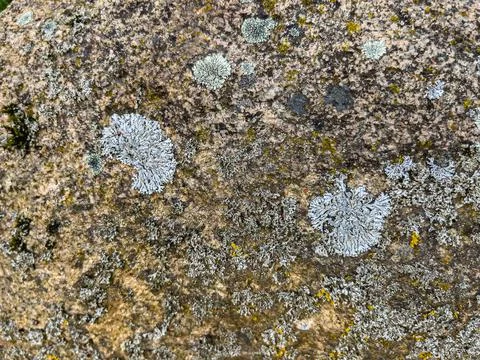 Rough stone surface from close with  moss texture Stock Photos