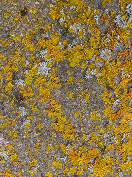 Rough stone surface from close with  moss texture Stock Photos