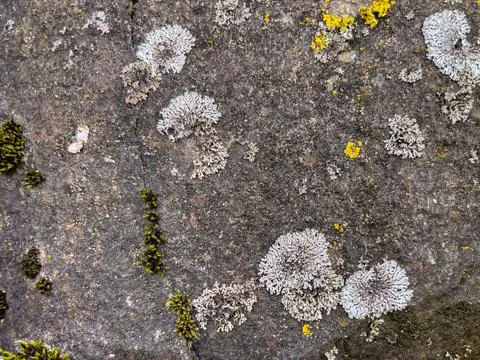 Rough stone surface from close with  moss texture Stock Photos