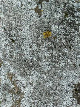 Rough stone surface from close with  moss texture Stock Photos