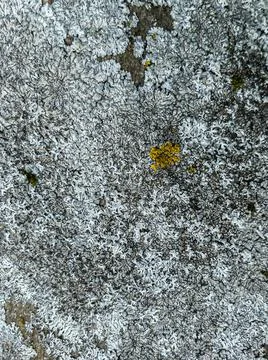 Rough stone surface from close with  moss texture Stock Photos