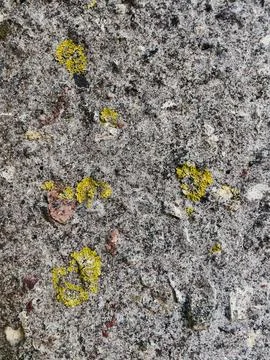 Rough stone surface from close with  moss texture Stock Photos