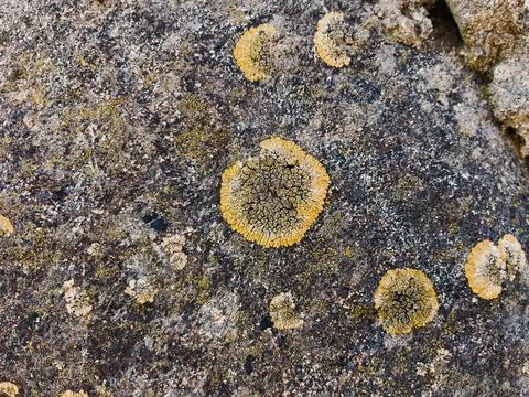 Rough stone surface from close with  moss texture Stock Photos