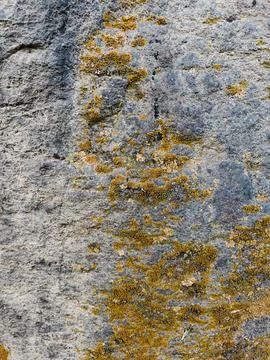 Rough stone surface from close with  moss texture Stock Photos