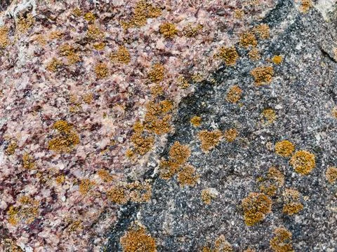 Rough stone surface from close with  moss texture Stock Photos