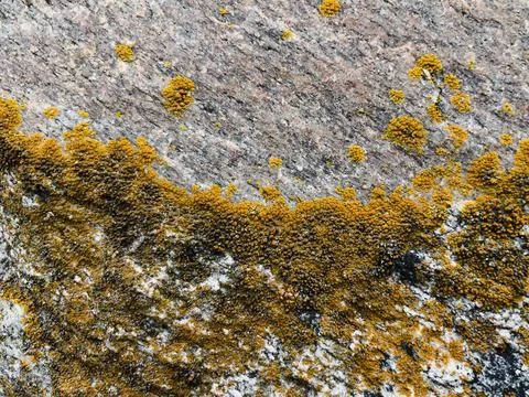 Rough stone surface from close with  moss texture Stock Photos
