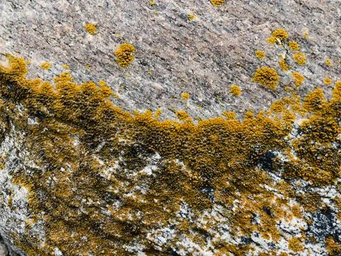 Rough stone surface from close with  moss texture Stock Photos
