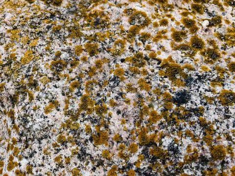 Rough stone surface from close with  moss texture Stock Photos