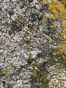 Rough stone surface from close with  moss texture Stock Photos