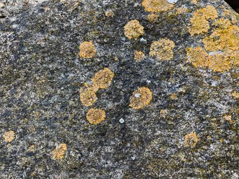 Rough stone surface from close with  moss texture Stock Photos
