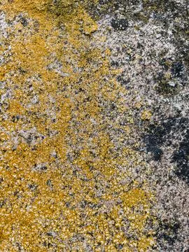 Rough stone surface from close with  moss texture Stock Photos