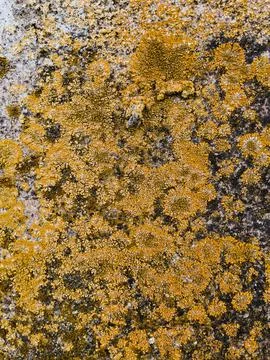 Rough stone surface from close with  moss texture Stock Photos