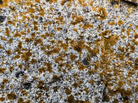 Rough stone surface from close with  moss texture Stock Photos