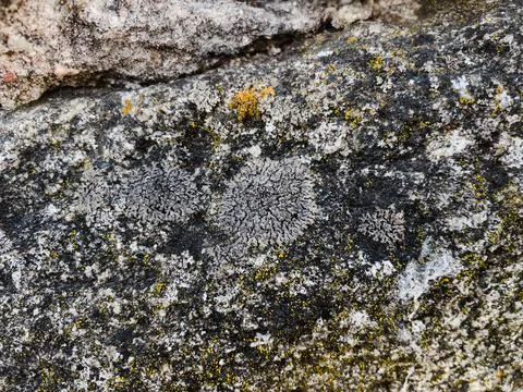 Rough stone surface from close with  moss texture Stock Photos