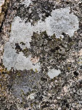 Rough stone surface from close with  moss texture Stock Photos