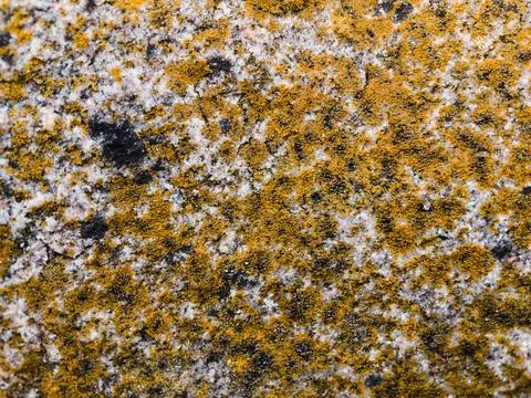 Rough stone surface from close with  moss texture Stock Photos