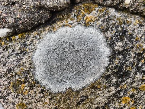Rough stone surface from close with  moss texture Stock Photos