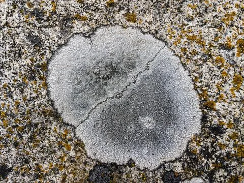 Rough stone surface from close with  moss texture Stock Photos