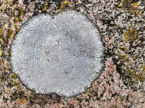 Rough stone surface from close with  moss texture Stock Photos