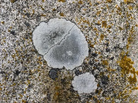 Rough stone surface from close with  moss texture Stock Photos