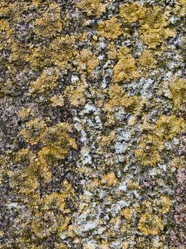 Rough stone surface from close with  moss texture Stock Photos
