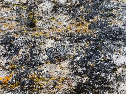 Rough stone surface from close with  moss texture Stock Photos