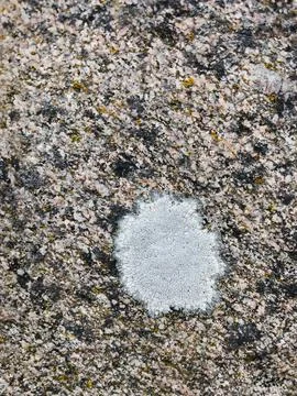 Rough stone surface from close with  moss texture Stock Photos