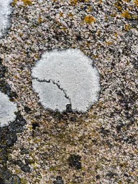 Rough stone surface from close with  moss texture Stock Photos