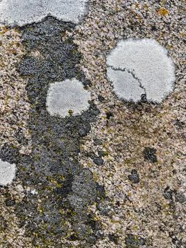 Rough stone surface from close with  moss texture Stock Photos