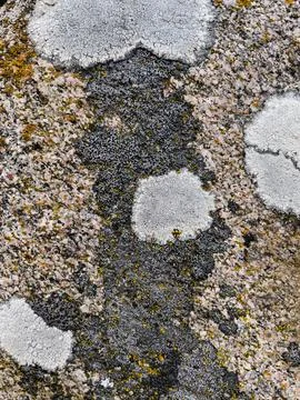 Rough stone surface from close with  moss texture Stock Photos