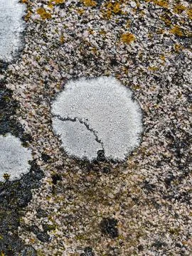 Rough stone surface from close with  moss texture Stock Photos