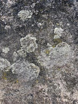 Rough stone surface from close with  moss texture in detail Stock Photos