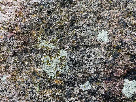 Rough stone surface from close with  moss texture Stock Photos