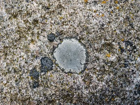 Rough stone surface from close with  moss texture Stock Photos