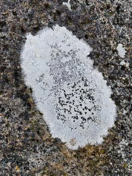 Rough stone surface from close with  moss texture Stock Photos