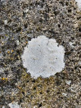 Rough stone surface from close with  moss texture Stock Photos