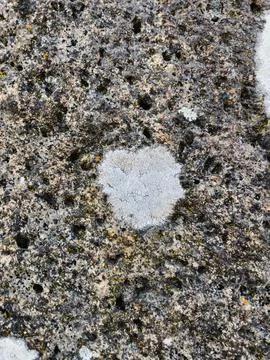 Rough stone surface from close with  moss texture Stock Photos