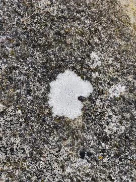 Rough stone surface from close with  moss texture Stock Photos