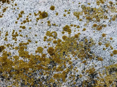 Rough stone surface from close with  moss texture Stock Photos
