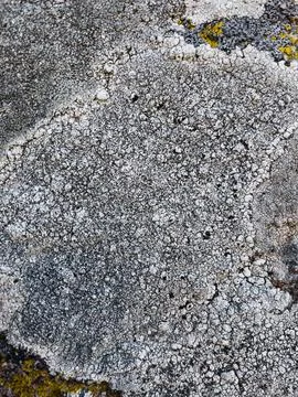 Rough stone surface from close with  moss texture Stockfoto's