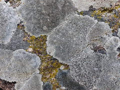 Rough stone surface from close with  moss texture Stock Photos