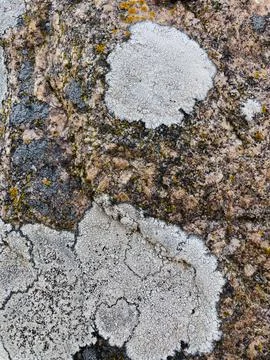 Rough stone surface from close with  moss texture Stock Photos