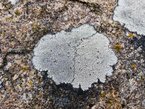 Rough stone surface from close with  moss texture Stock Photos