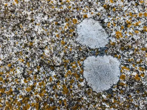 Rough stone surface from close with  moss texture Stock Photos