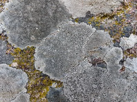 Rough stone surface from close with  moss texture Stock Photos