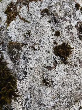 Rough stone surface from close with  moss texture Stock Photos