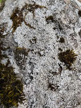 Rough stone surface from close with  moss texture Stock Photos