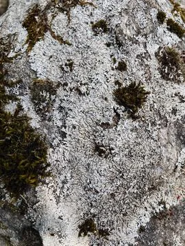 Rough stone surface from close with  moss texture Stock Photos