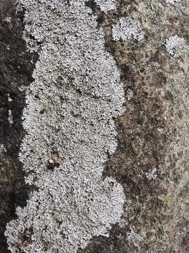 Rough stone surface from close with  moss texture Stock Photos