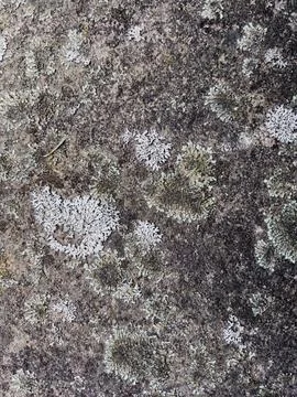 Rough stone surface from close with  moss texture Stock Photos